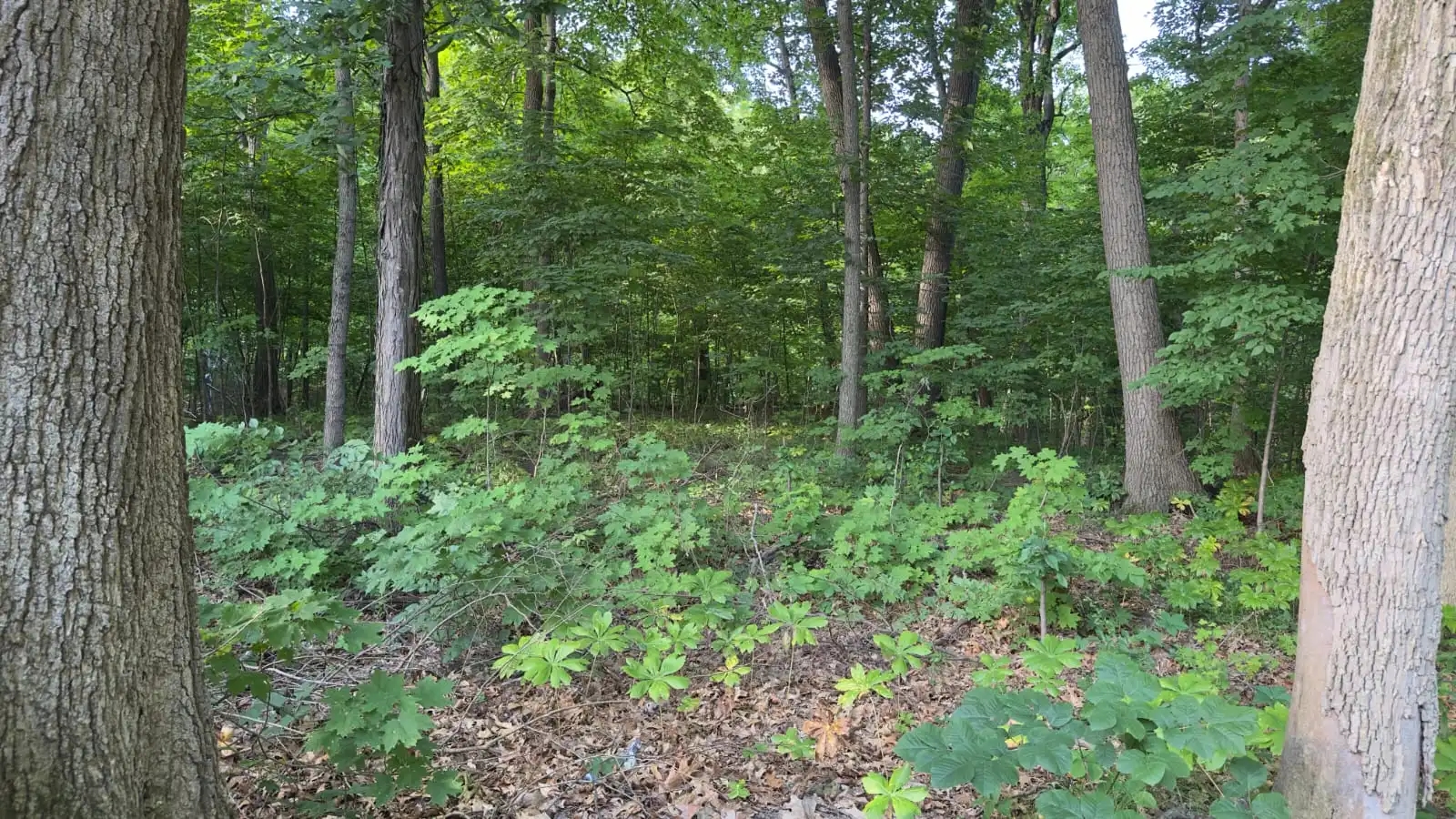 before image