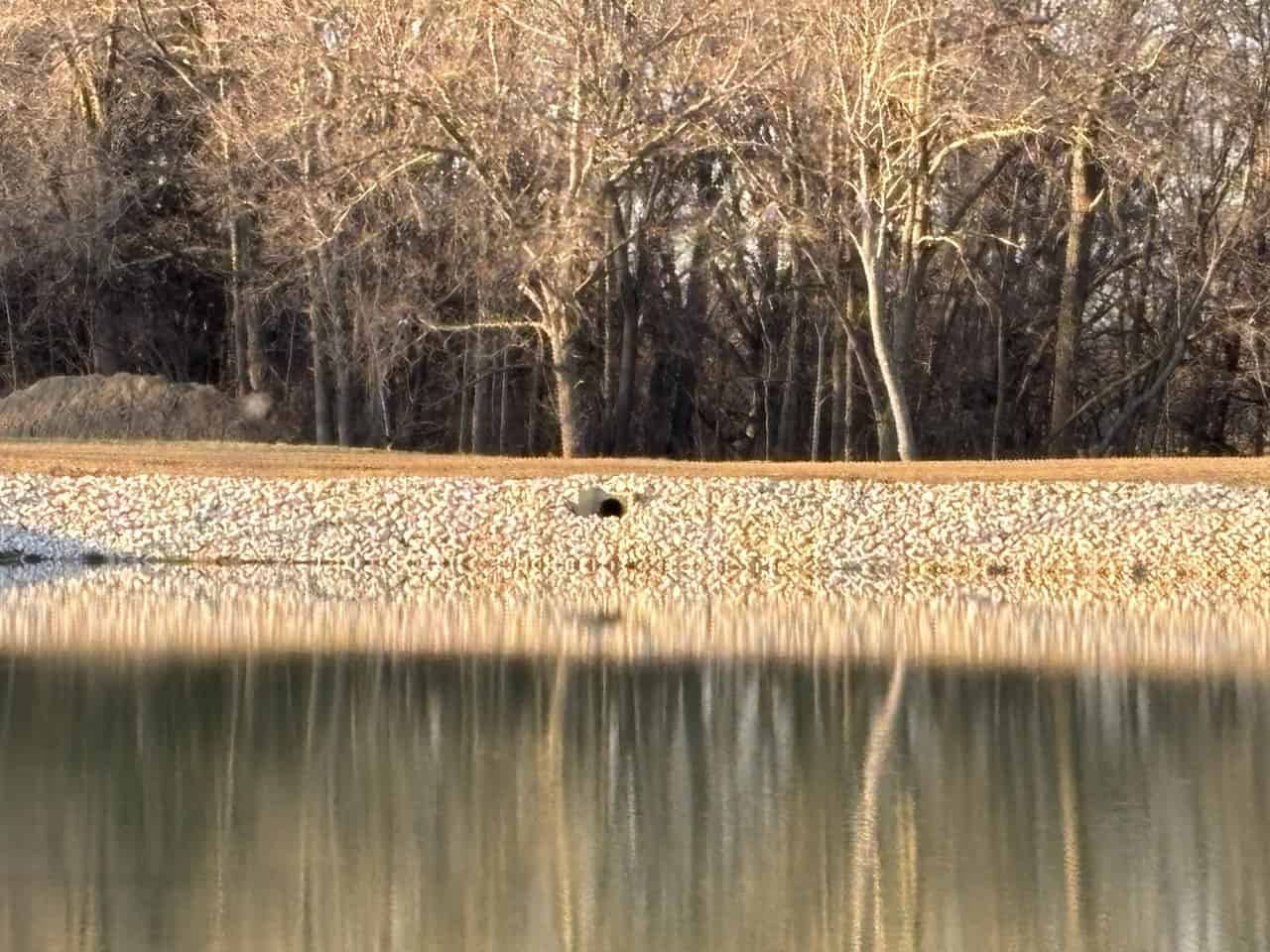 Pond Construction