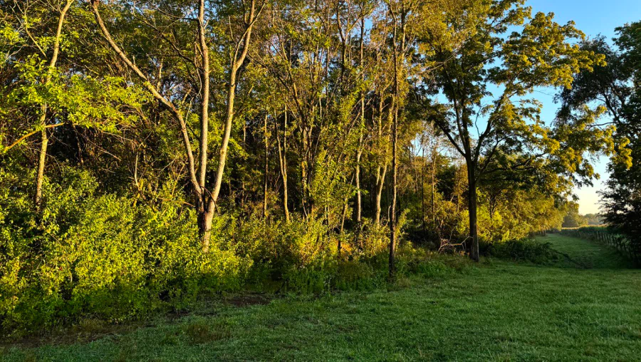 A pasture overgrown with trees and shrubs, slowly turning into a forest